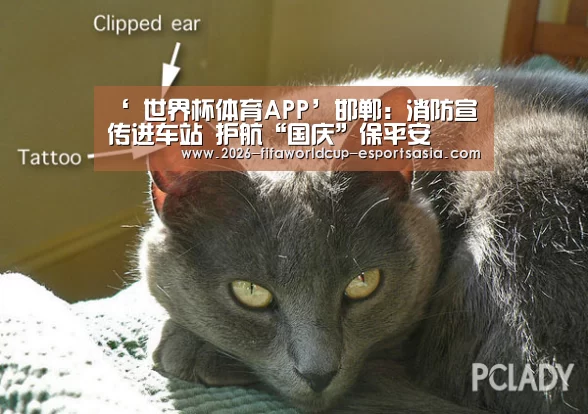 世界杯官方入口